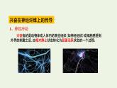 新人教版高中生物选择性必修1第2章神经调节第3节神经冲动的产生和传导课件