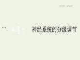 新人教版高中生物选择性必修1第2章神经调节第4节神经系统的分级调节课件