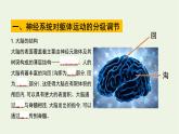 新人教版高中生物选择性必修1第2章神经调节第4节神经系统的分级调节课件