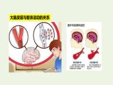 新人教版高中生物选择性必修1第2章神经调节第4节神经系统的分级调节课件