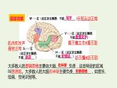 新人教版高中生物选择性必修1第2章神经调节第5节人脑的高级功能课件