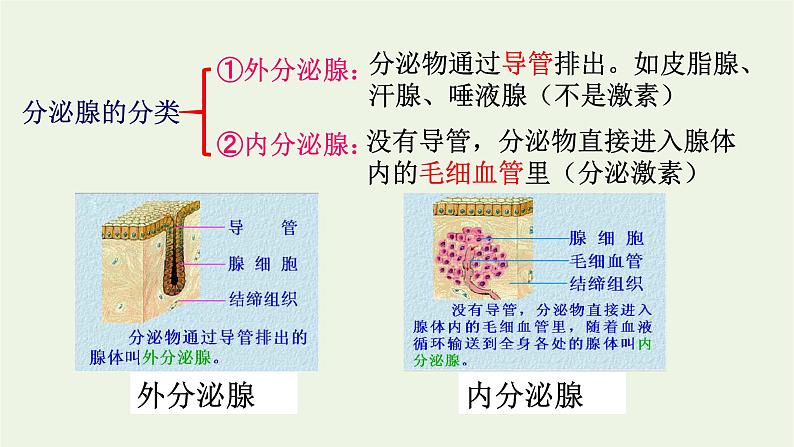 新人教版高中生物选择性必修1第3章体液调节第1节激素与内分泌系统课件第7页