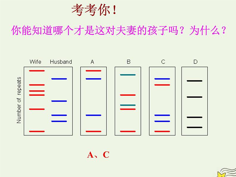 新人教版高中生物必修1第二单元核酸是遗传信息携带者课件第5页