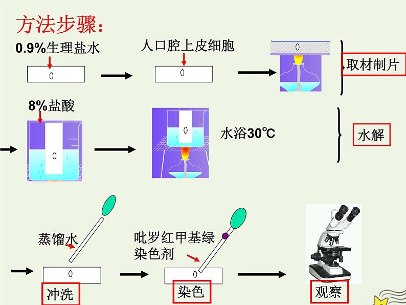 新人教版高中生物必修1第二单元核酸是遗传信息携带者课件第8页