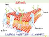 新人教版高中生物必修1第四单元物质跨膜运输的方式课件