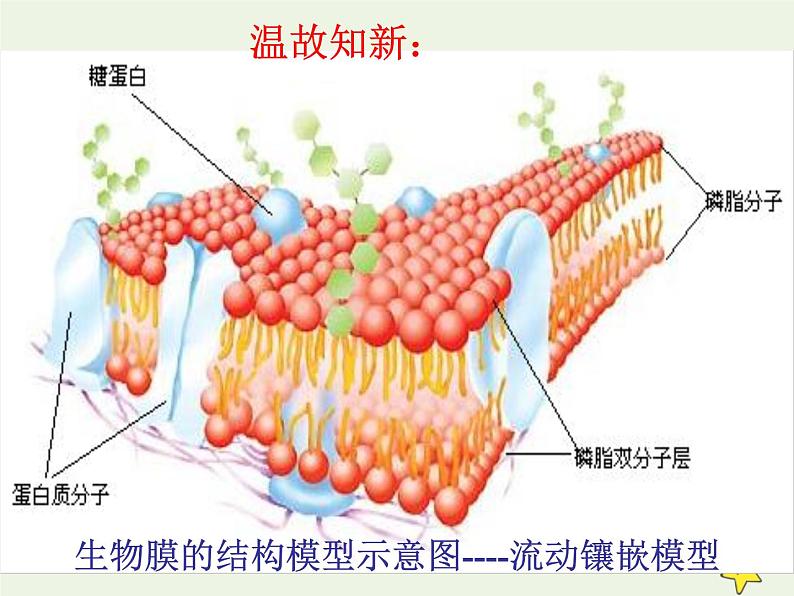 新人教版高中生物必修1第四单元物质跨膜运输的方式课件第1页