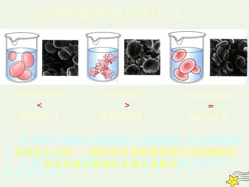 新人教版高中生物必修1第四单元物质跨膜运输的实例课件第4页