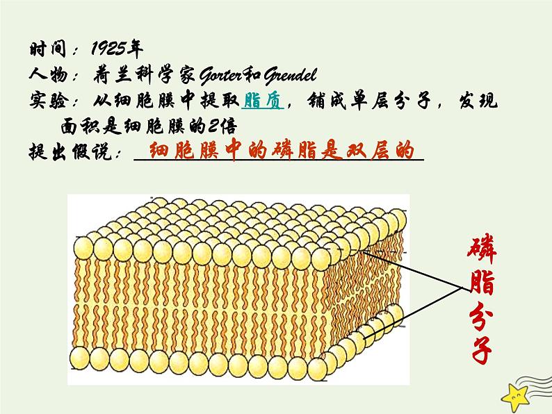 新人教版高中生物必修1第四单元生物膜的流动镶嵌模型课件04