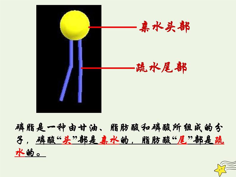 新人教版高中生物必修1第四单元生物膜的流动镶嵌模型课件05