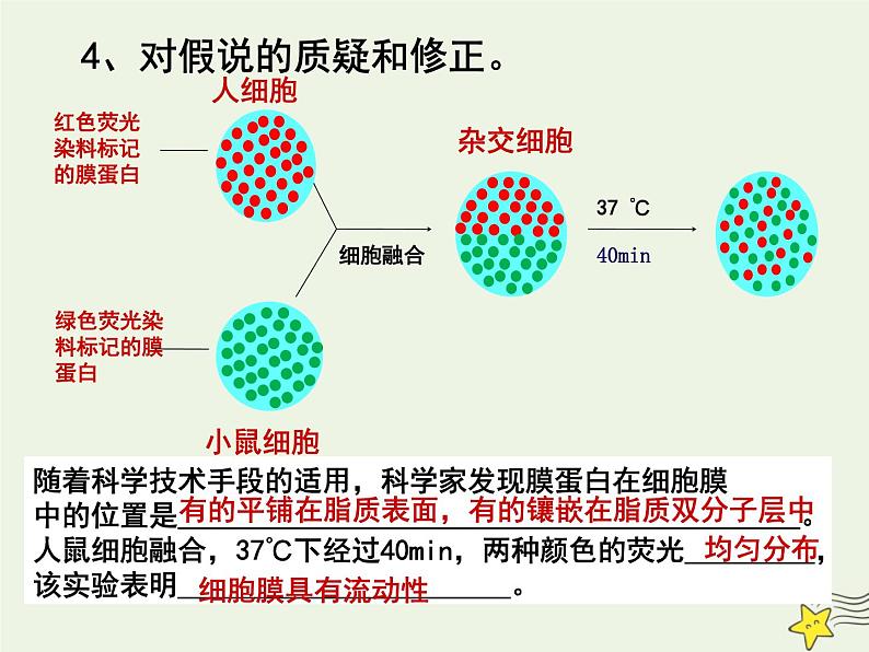 新人教版高中生物必修1第四单元生物膜的流动镶嵌模型课件第8页