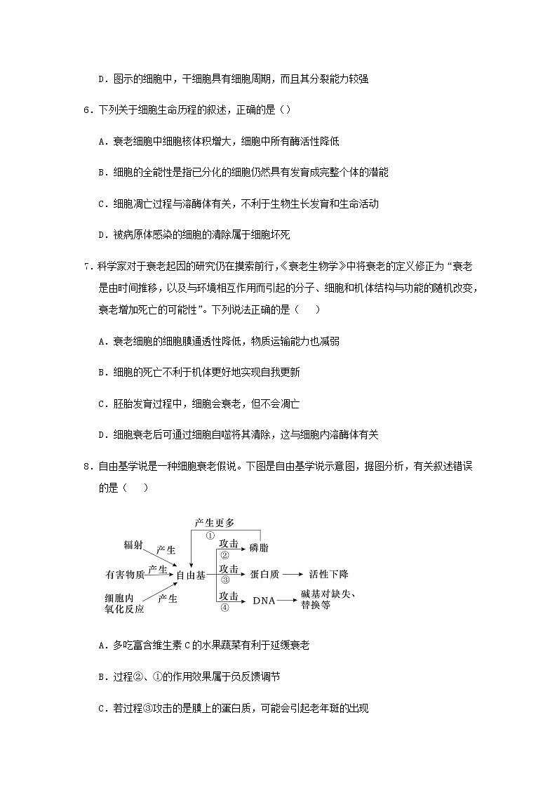 新教材高二生物下学期暑假训练3细胞的生命历程含答案第3页