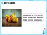 第二节《其他植物激素》课件+教案