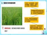 第二节《其他植物激素》课件+教案