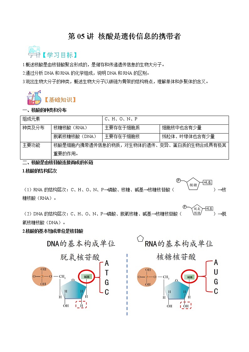 第05讲 核酸是遗传信息的携带者-【暑假自学课】2022年新高一生物暑假精品课（人教版2019必修1） 试卷01