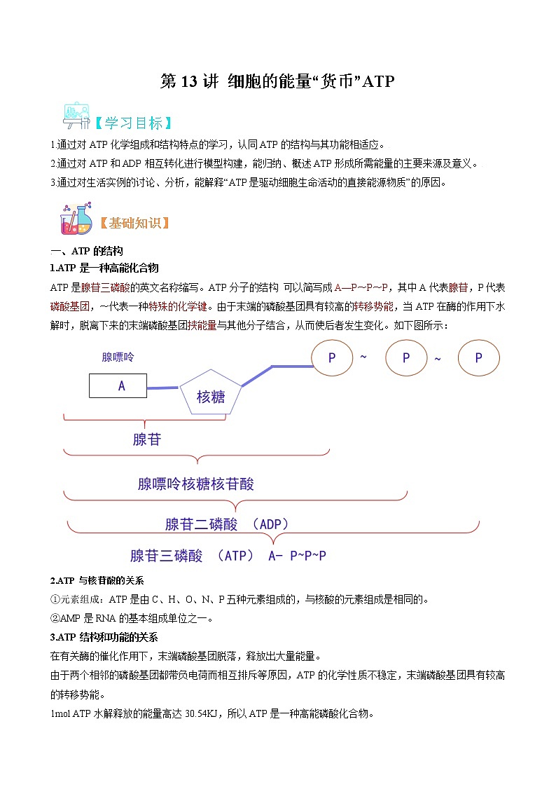 第13讲 细胞的能量货币ATP-【暑假自学课】2022年新高一生物暑假精品课（人教版2019必修1） 试卷01
