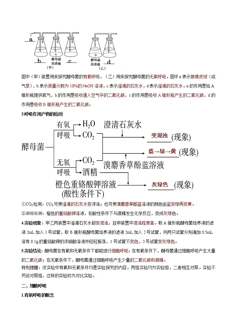 第14讲 细胞呼吸的原理和应用-【暑假自学课】2022年新高一生物暑假精品课（人教版2019必修1） 试卷02