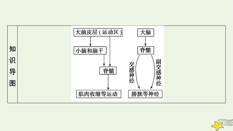 2022-2023学年高中生物新人教版选择性必修1第2章神经调节第4、5节神经系统的分级调节人脑的高级功能课件04