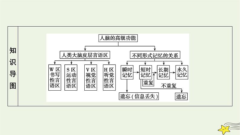 2022-2023学年高中生物新人教版选择性必修1第2章神经调节第4、5节神经系统的分级调节人脑的高级功能课件05