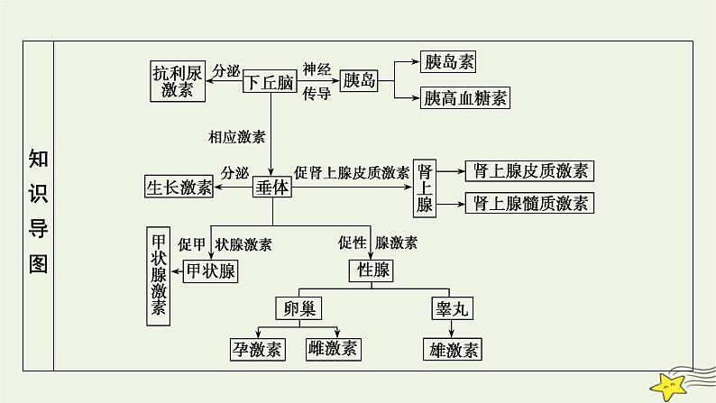 2022-2023学年高中生物新人教版选择性必修1第3章体液调节第1节激素与内分泌系统课件04