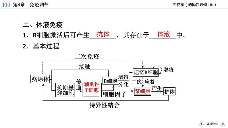 2022-2023学年高中生物新人教版选择性必修1第4章免疫调节第2节特异性免疫课件08