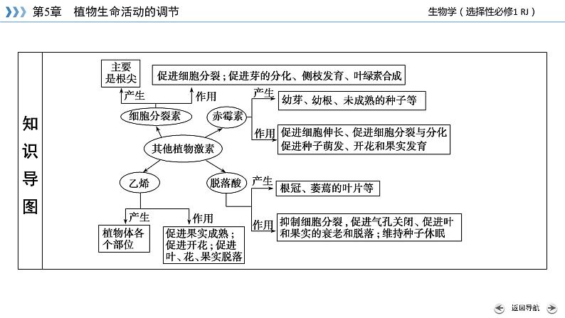 2022-2023学年高中生物新人教版选择性必修1第5章植物生命活动的调节第2节其他植物激素课件第4页