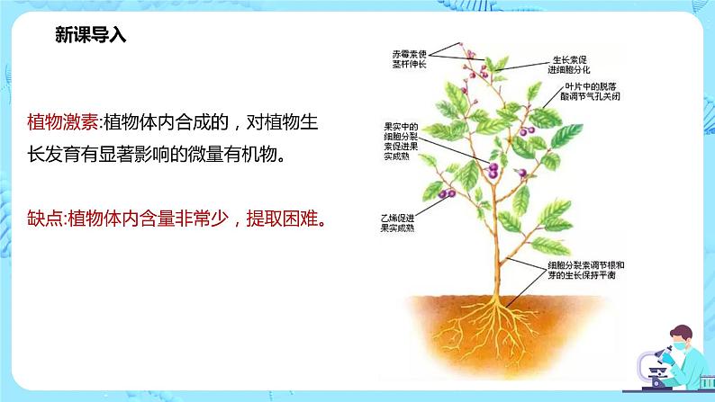 第三节《植物生长调节剂的应用》课件+教案04