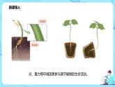 第四节《环境因素参与调节植物的生命活动》课件+教案