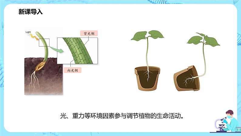 第四节《环境因素参与调节植物的生命活动》课件第3页