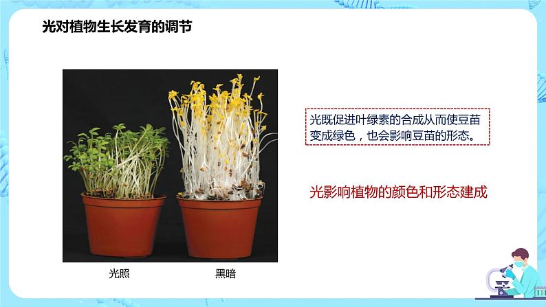 第四节《环境因素参与调节植物的生命活动》课件第6页