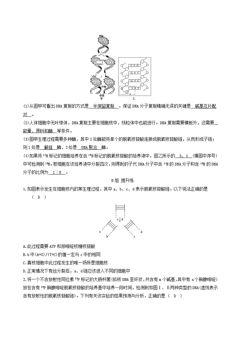 人教版高中生物必修2分层训练3.3dna的复制含答案第2页