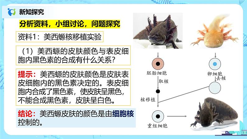 3.3《细胞核的结构和功能》教案+课件+练习05