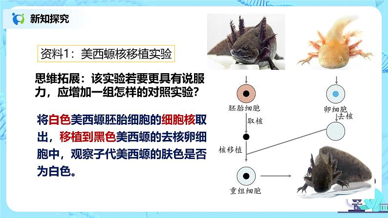 3.3《细胞核的结构和功能》教案+课件+练习06