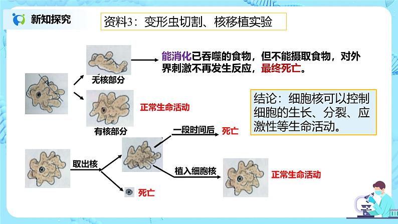 3.3《细胞核的结构和功能》教案+课件+练习08