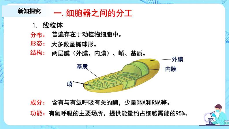 3.2.1《细胞器之间的分工与合作》第1课时课件+教案+练习05