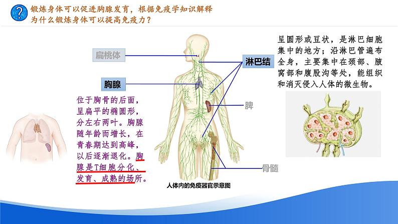 高中生物 免疫系统的组成和功能ppt 课件第7页