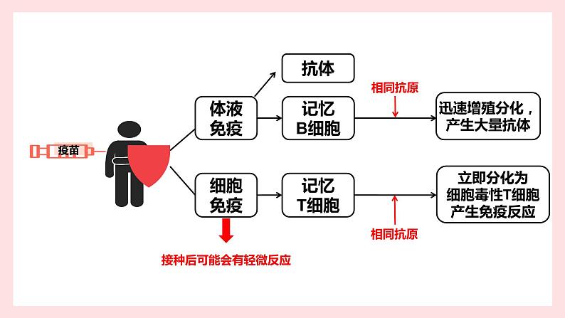 高中生物 免疫学的应用— 课件05