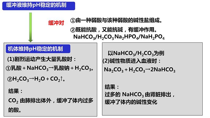 高中生物 内环境的稳态 课件第6页