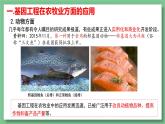 高中生物 基因工程的应用 PPT课件