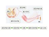 高中生物 神经调节的基本方式 神经调节的基本方式（使用版） 课件