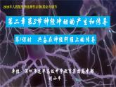 高中生物 神经冲动的产生和传导 第1课时 兴奋在神经纤维上的传导 课件