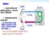 高中生物 神经冲动的产生和传导 第1课时 兴奋在神经纤维上的传导 课件