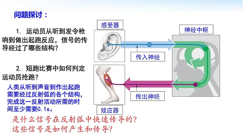 高中生物 神经冲动的产生和传导 第1课时 兴奋在神经纤维上的传导 课件02