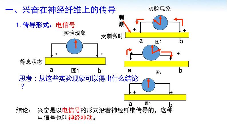 高中生物 神经冲动的产生和传导 第1课时 兴奋在神经纤维上的传导 课件05