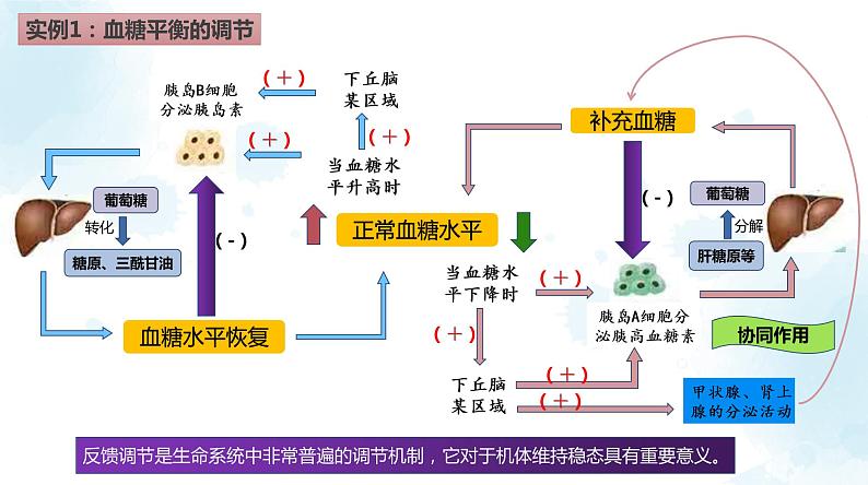 高中生物 激素调节的过程 课件第7页