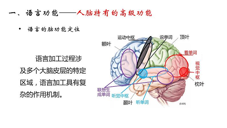 高中生物 人脑的高级功能 课件第6页