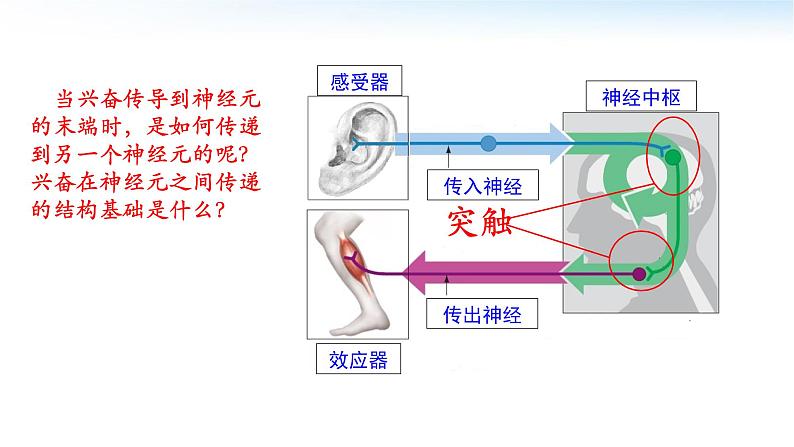 高中生物 神经冲动的产生和传导 兴奋在神经元之间的传递 课件02