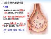 高中生物 神经冲动的产生和传导 兴奋在神经元之间的传递 课件