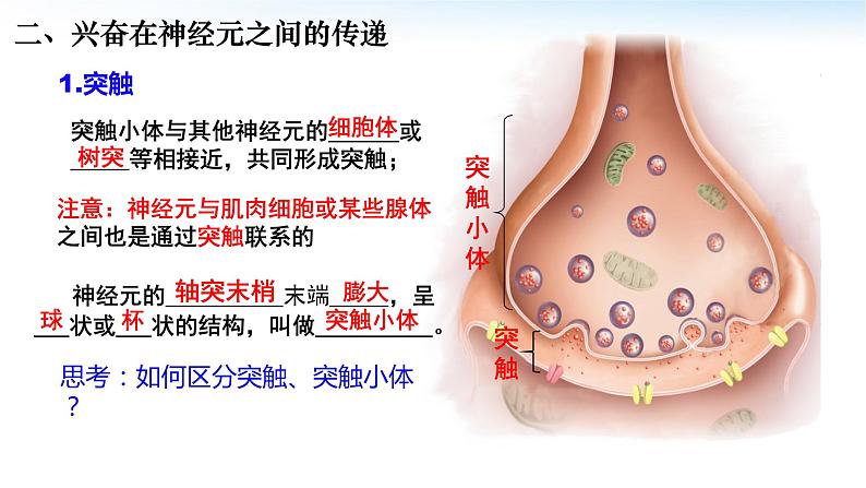 高中生物 神经冲动的产生和传导 兴奋在神经元之间的传递 课件03