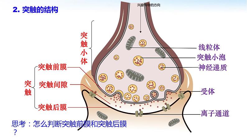 高中生物 神经冲动的产生和传导 兴奋在神经元之间的传递 课件04