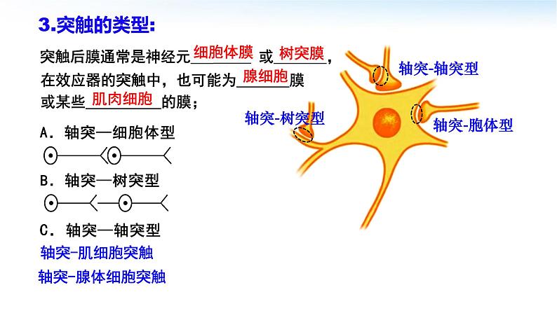 高中生物 神经冲动的产生和传导 兴奋在神经元之间的传递 课件05